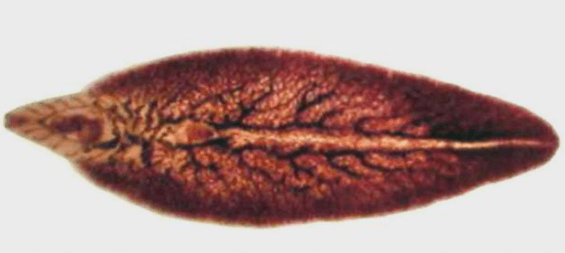 Bacon